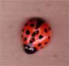 Ladybug